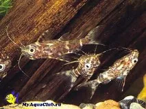 Синодонтіс-перевертень (Synodontis nigriventris) синодонтіс-перевертень