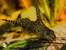 Синодонтіс-перевертень (Synodontis nigriventris) nigriventris