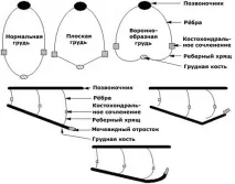 Синдром плоских грудей у кошенят плоских
