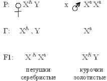 Зчеплене з підлогою успадкування, Завдання 1-10 зчеплене