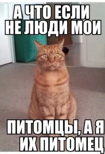 Страхи твого кота Смішні Анекдоти Історії Цитати Афоризми Віршики Картинки прикольні анекдоти