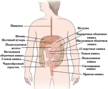 Diagrama sistemului digestiv uman