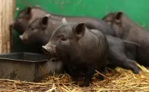 Температура у свиней яка вважається нормальною, підвищеною, зниженою нормальною