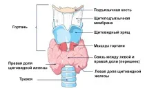Тиреотоксикоз (гіпертиреоз) щитовидної