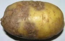 cartofilor