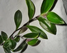 tradescantia