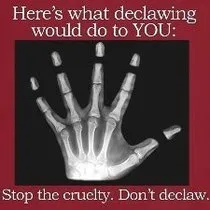 кігтів