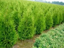 thuja