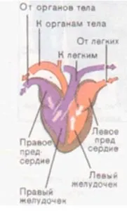 Урок біології на тему - Внутрішня будова птахів урок