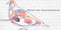 Урок біології на тему - Внутрішня будова птахів біології