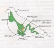 Урок біології на тему - Внутрішня будова птахів тему