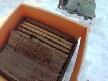 Догляд за бджолами взимку бджолами