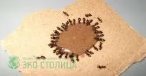 Види мурах чорні, руді, червоні, жовті мурахи руді