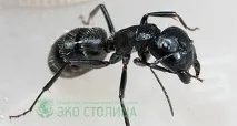 Види мурах чорні, руді, червоні, жовті мурахи мурах
