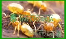 Види мурах чорні, руді, червоні, жовті мурахи мурах