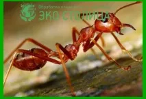 Види мурах чорні, руді, червоні, жовті мурахи руді