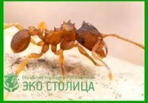 Види мурах чорні, руді, червоні, жовті мурахи чорні