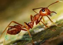 Види мурах чорні, руді, червоні, жовті мурахи руді