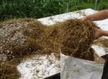 Вирощуємо гливи у себе вдома грибів