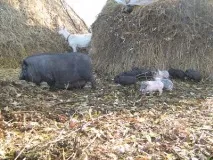 корейська