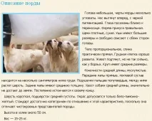 Вест кантрі хар’єр британська порода собак вест