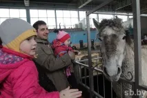 У Мінську пройшла виставка рідкісних коней мінську