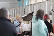 У Мінську пройшла виставка рідкісних коней пройшла