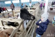 У Мінську пройшла виставка рідкісних коней виставка