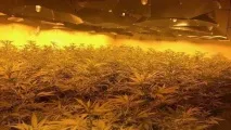 У Великій Британії виявили плантацію марихуани в ядерному бункері (3 фото) британії