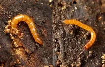 Шкідники шовковиці рослин