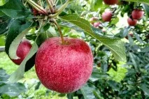 Яблука - користь та протипоказання, калорійність яблук яблук