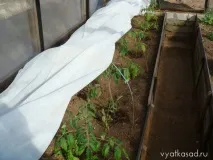 врожаю