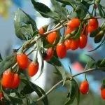 Ягоди годжі корисні властивості, способи вживання та протипоказання, відео способи