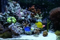 Зебрасома жовта акваріумна рибка для морського рифу акваріумна