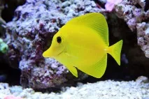 Зебрасома жовта акваріумна рибка для морського рифу рифу