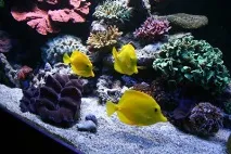Зебрасома жовта акваріумна рибка для морського рифу морського