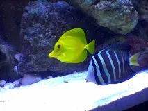 Зебрасома жовта акваріумна рибка для морського рифу рибка