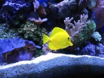 Зебрасома жовта акваріумна рибка для морського рифу рифу