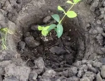 Жимолість як садити і доглядати доглядати