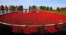 15 цікавих фактів про журавлину букв