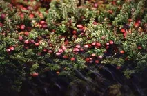 15 цікавих фактів про журавлину фактів