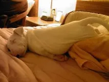 30 собак у найнеймовірніших позах уві сні собак