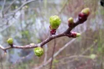Подія №192 Дієта при захворюванні нирок подія