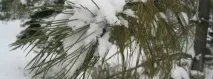Сосна сибірська або кедрова або кедр сибірський - Pinus sibirica Du Tour кедр