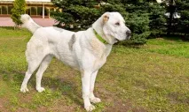 Алабай характеристика породи, опис зовнішнього вигляду, правила догляду та утримання алабай