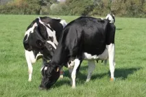 Afimilk представляє сервіс автоматичних оповіщень про готелі оповіщень
