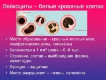 Аналіз крові на лейкоцити аналіз