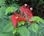 Бальзамін - Impatiens фото, умови вирощування, догляд та розмноження фото
