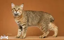 Піксибоб (короткохвостий ельф) піксибоб