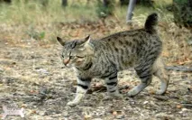 Піксибоб (короткохвостий ельф) ельф
